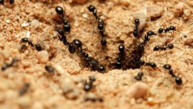 كيفية التخلص من النمل
