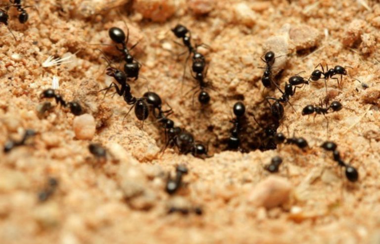 كيفية التخلص من النمل