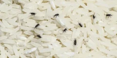كيفية القضاء على حشرة السوس
