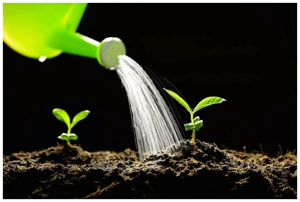 كيفية انتقال الماء في النبات