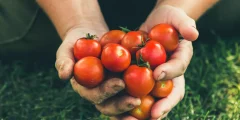 كيفية زراعة بذور الطماطم