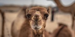 كيفية تكيف الجمل في الصحراء