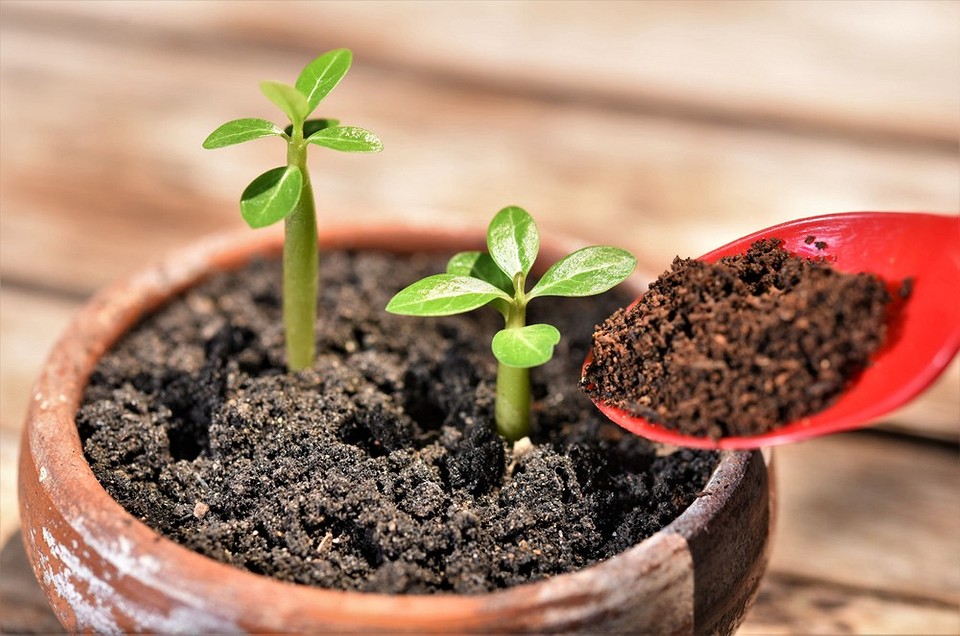 كيفية زراعة بذور الورد