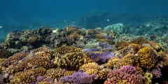 كيفية المحافظة على الشعاب المرجانية
