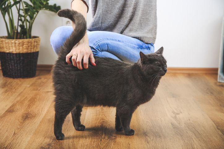 كيفية تربية القطط