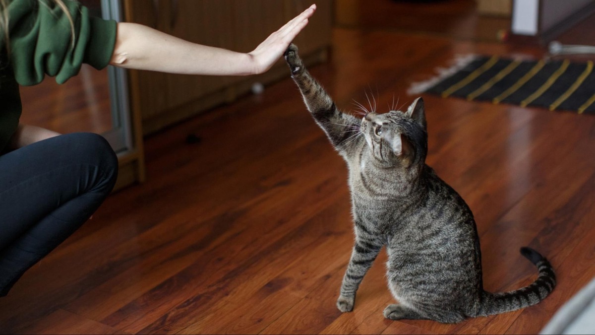 كيفية تربية القطط