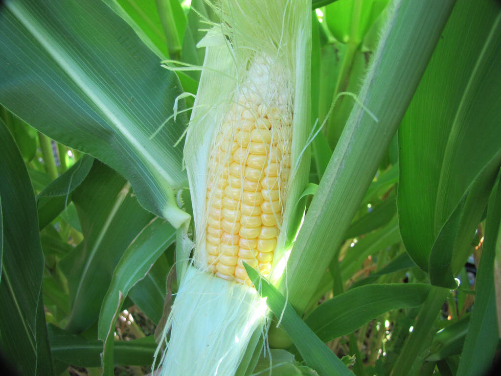 كيفية زراعة الذرة