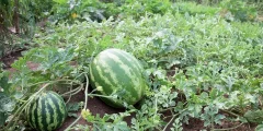 كيفية زراعة البطيخ